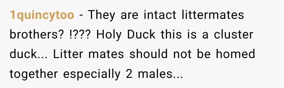 1quincytoo − They are intact littermates brothers? !??? Holy Duck this is a cluster duck... Litter mates should not be homed together especially 2 males...