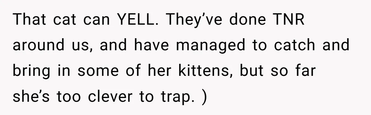 That cat can YELL. They’ve done TNR around us, and have managed to catch and bring in some of her kittens, but so far she’s too clever to trap. )