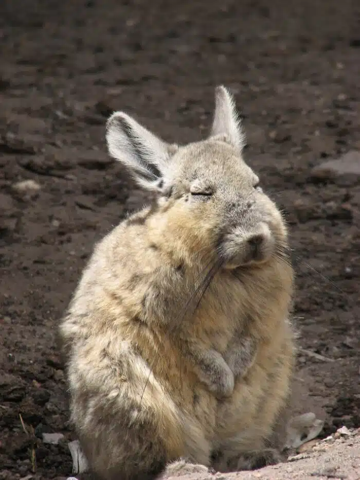 As you can see, the southern viscacha looks as if it’s tired, disappointed, uninterested, and in desperate need of a nap