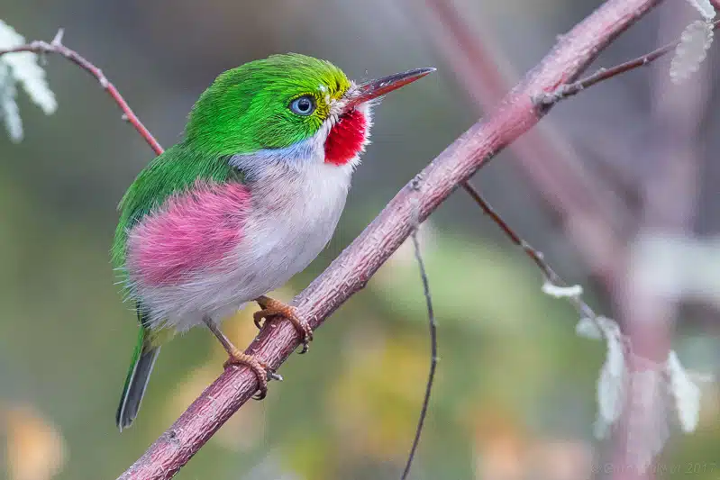 Cuban Tody