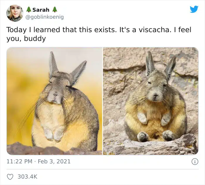 Recently, this adorable creature has been going viral for its incredibly relatable facial expression