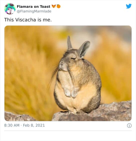This Very Un-Entertained And Sleepy Creature From South America Is Everyone’s New Spirit Animal
