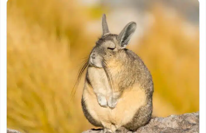 This Very Un-Entertained And Sleepy Creature From South America Is Everyone’s New Spirit Animal