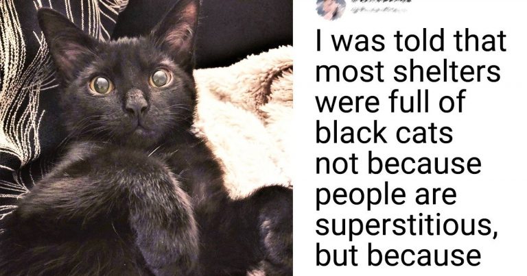 16 Charming Black Cats That Can Bring Anything But Bad Luck