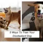 5 Ways To Train Your Disobedient Dog