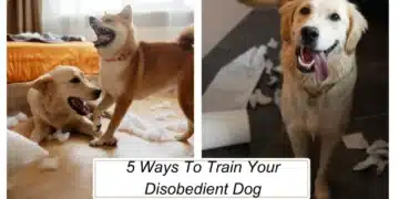 5 Ways To Train Your Disobedient Dog