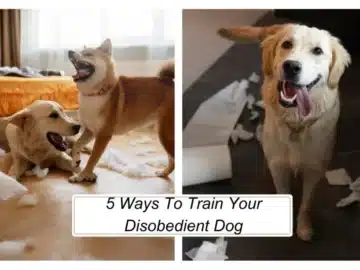 5 Ways To Train Your Disobedient Dog