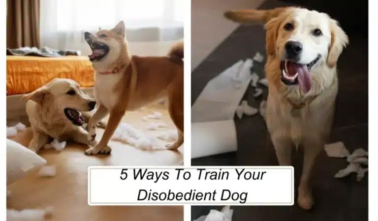 5 Ways To Train Your Disobedient Dog