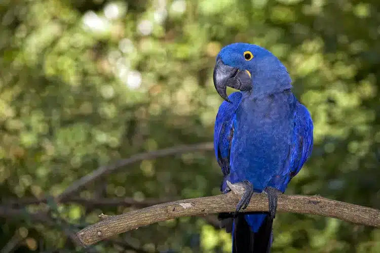 Hyacinth Macaw