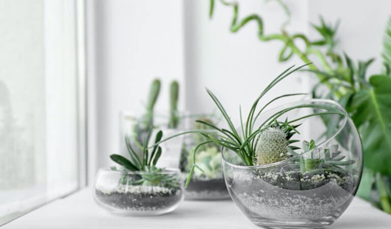 Decorating With Plants: 8 Ways to Use Plants in Decor