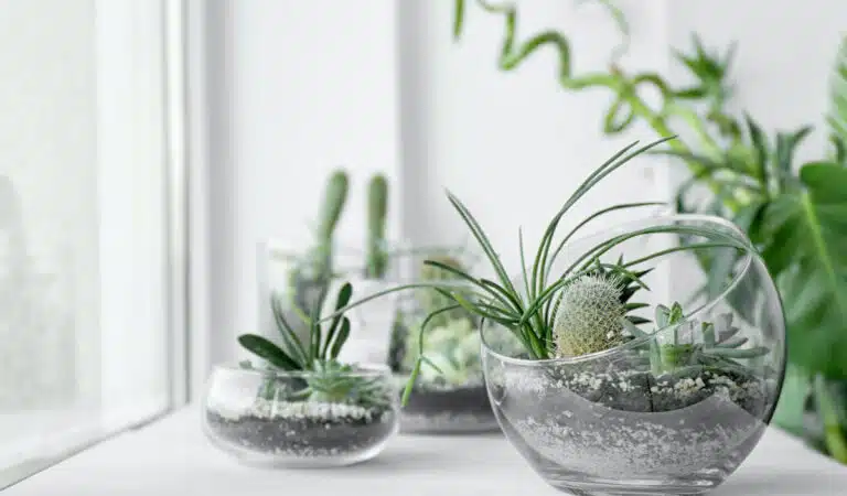 Decorating With Plants: 8 Ways to Use Plants in Decor