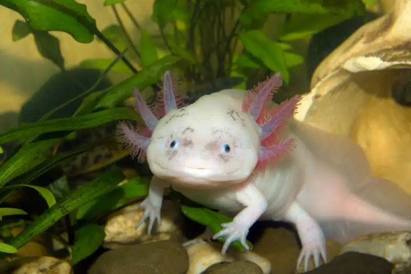 The Axolotl is a species of salamander that is capable of regenerating