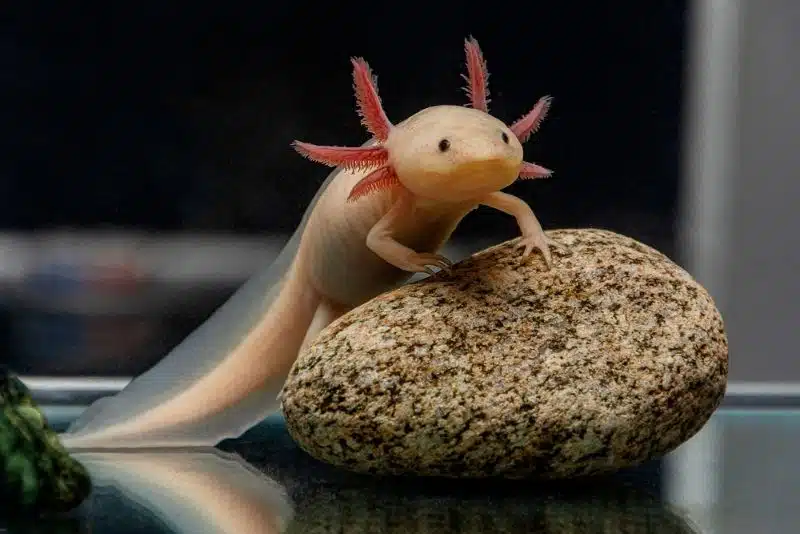 The Axolotl is an amphibian that can regenerate its limbs