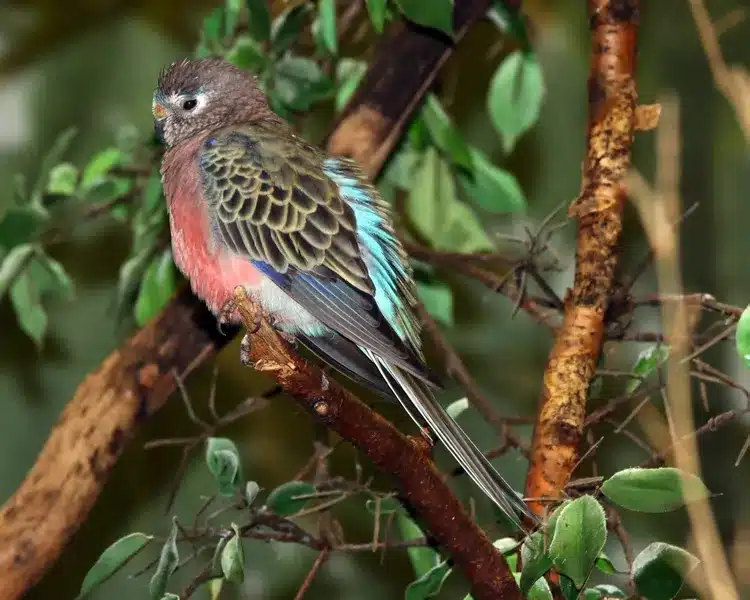 Bourke's Parakeet