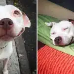 Stray Pit Bull Can’t Stop Smiling After Being Rescued Off The Streets