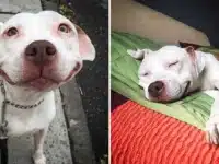 Stray Pit Bull Can’t Stop Smiling After Being Rescued Off The Streets