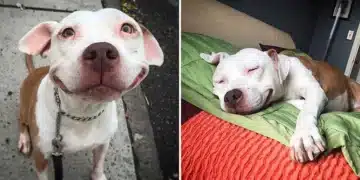 Stray Pit Bull Can’t Stop Smiling After Being Rescued Off The Streets