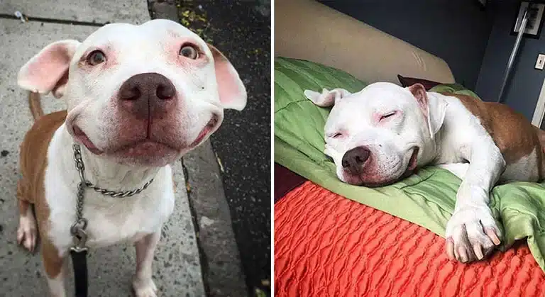 Stray Pit Bull Can’t Stop Smiling After Being Rescued Off The Streets