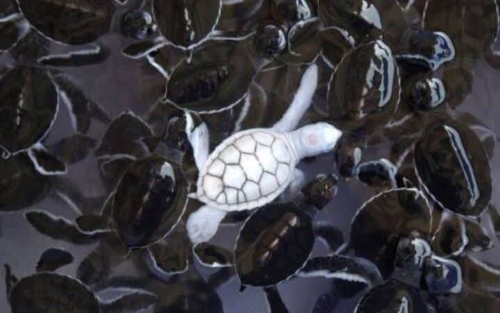 19 Rare Albino Animals