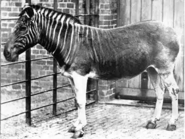 Quagga (1883)