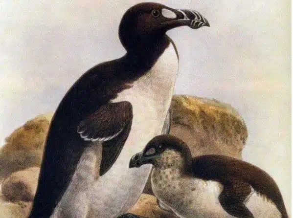 Great Auk (1852)