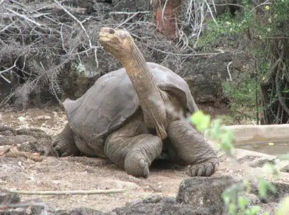 Pinta Island Tortoise (2012)