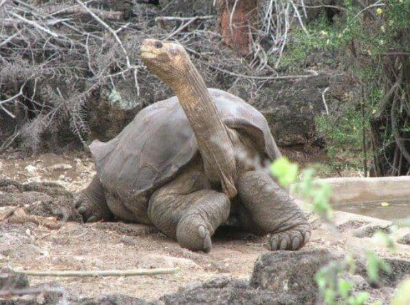 Top 10 Most Beautiful Extinct Animals