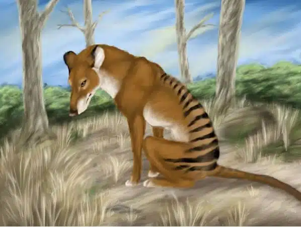 Tasmanian Tiger (1836)