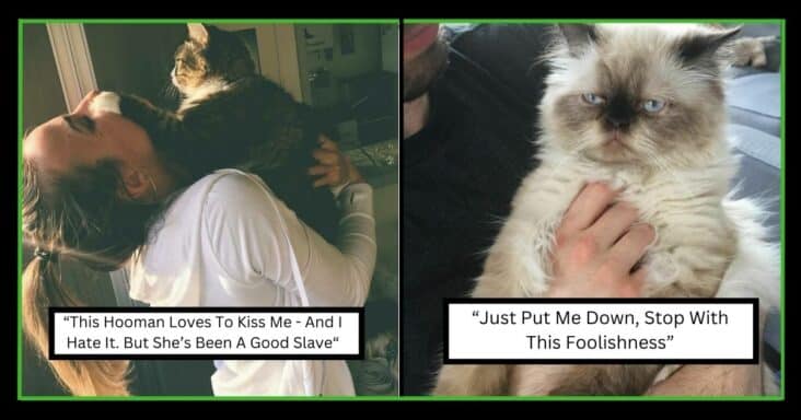 30 Socially Awkward Cats Reacting Hilariously To “Hugs”