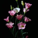 Most Viral Flower Wallpapers to Blossom Your iPhone 16’s Look