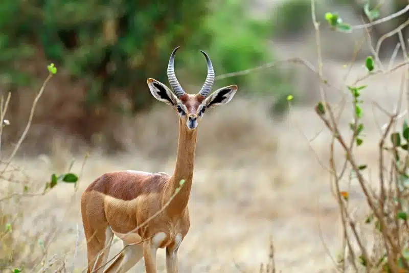 The Gerenuk is an antelope species with a long neck and slender legs