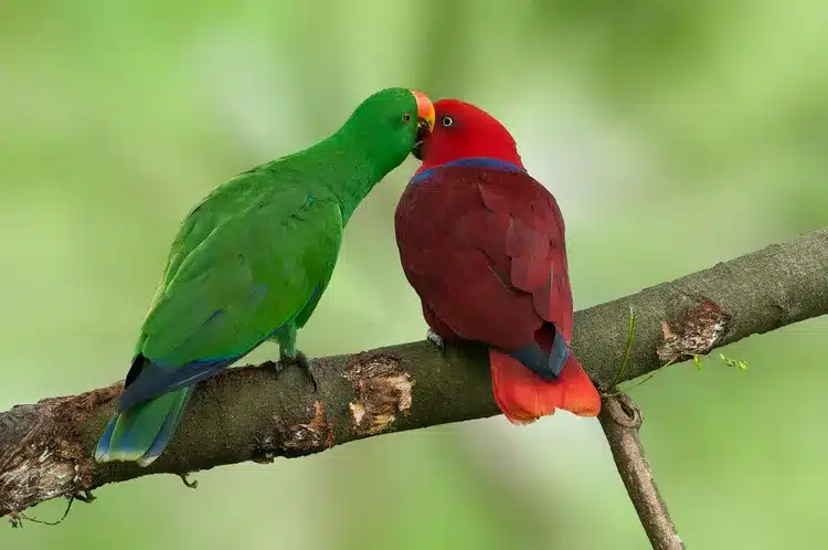 Eclectus