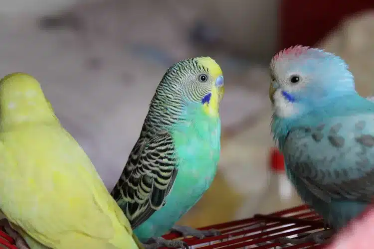 Budgerigar