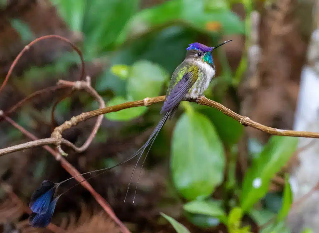 Marvelous Spatuletail