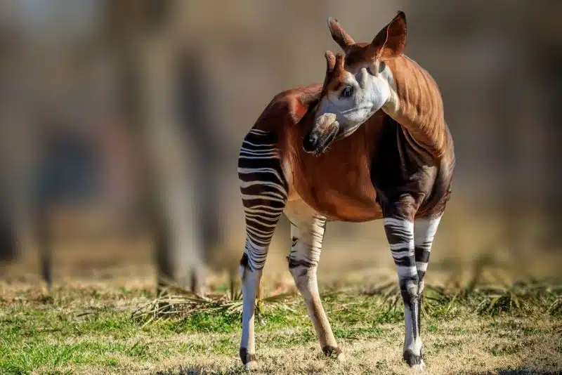 The Okapi is a species of African mammal that resembles a zebra with short horns