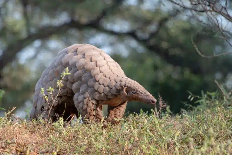 The Pangolin is a mammal with keratin scales covering its body