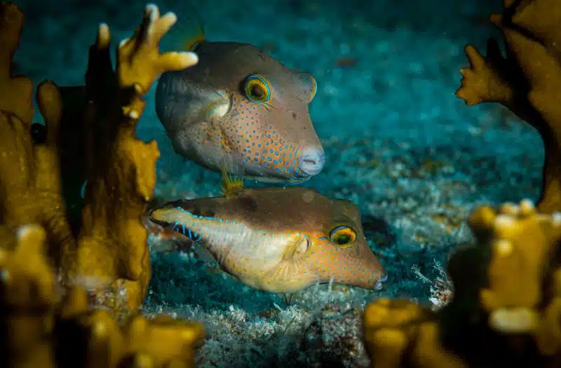 The Pufferfish is a species of fish that can inflate itself when threatened