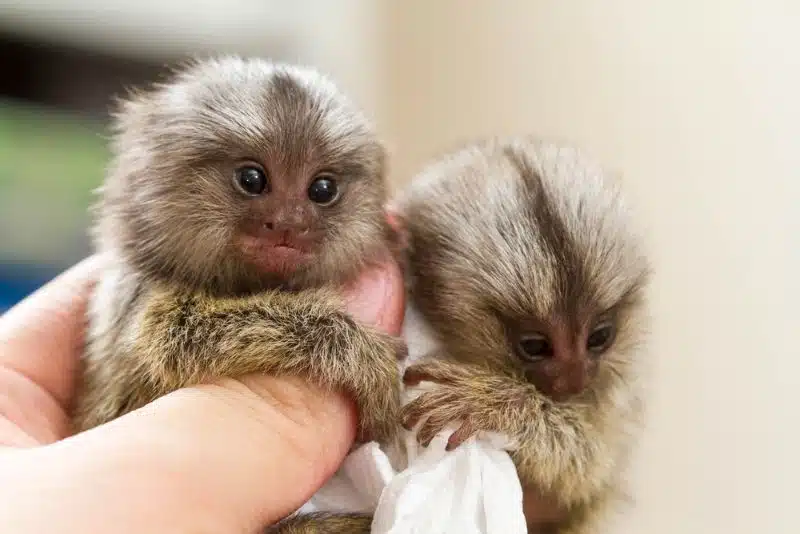  The Pygmy Marmoset is the smallest monkey species in the world