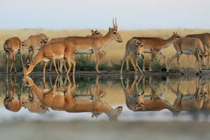 The Saiga Antelope is a critically endangered species of antelope that lives in the steppes of Central Asia