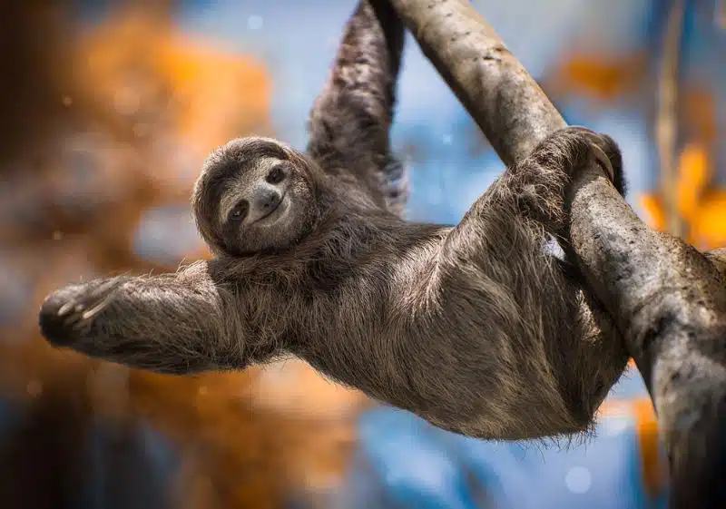 The Sloth is an arboreal mammal that is known for its slow movements