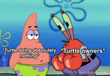 20 Turtle Memes: Slow, Steady, And Absolutely Hilarious