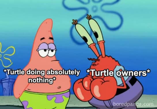 20 Turtle Memes: Slow, Steady, And Absolutely Hilarious