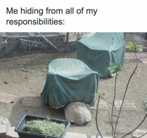 20 Turtle Memes: Slow, Steady, And Absolutely Hilarious