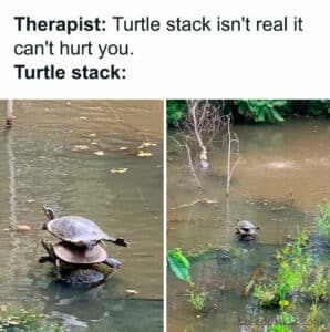 20 Turtle Memes: Slow, Steady, And Absolutely Hilarious
