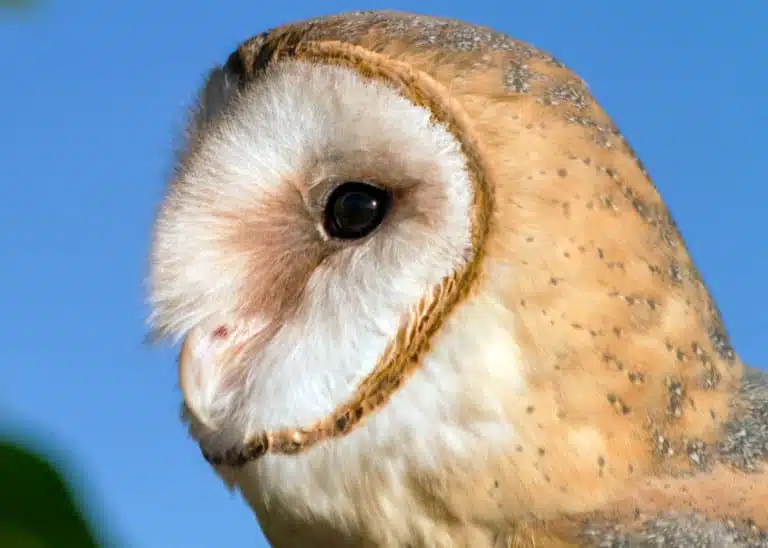 most beautiful owl