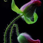 Most Viral Flower Wallpapers to Blossom Your iPhone 16’s Look