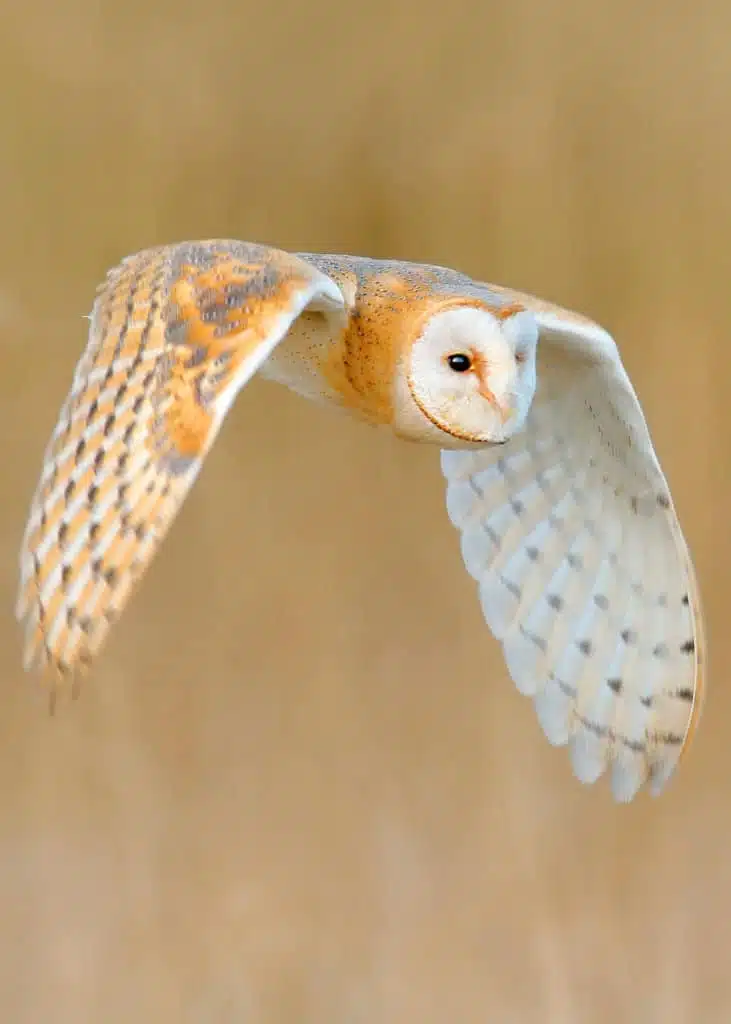 Barn Owl