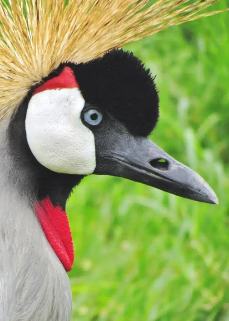 African Crowned Crane