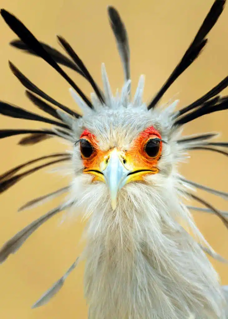 Secretary Bird