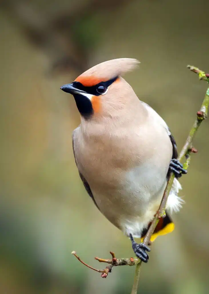 Bohemian Waxwing